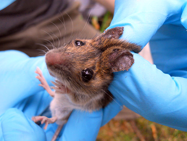 Sur les oreilles d'un rongeur, on peut voir un grand nombre d'acariens suceurs.