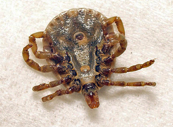 La clé de la destruction des tiques est précisément le traitement printanier.