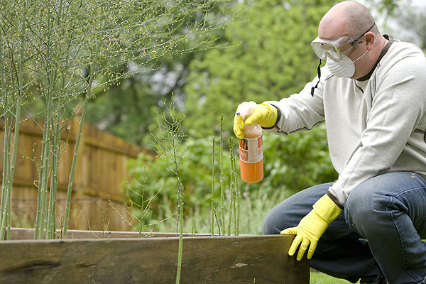 Dans la plupart des cas, pour traiter la zone des tiques, il est conseillé d'acheter des concentrés plutôt que des solutions prêtes à l'emploi.