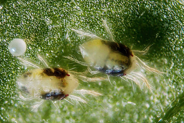 Nous nous familiarisons avec la biologie de l'acarien ...