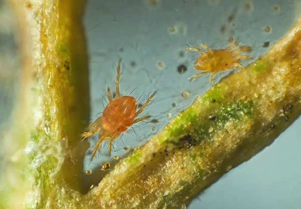 Les tétranyques de la période estivale ont une couleur claire