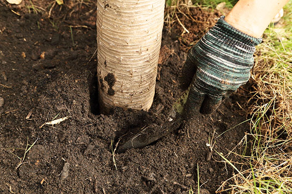 Ameublissement du sol autour d'un tronc d'arbre contre les tétranyques