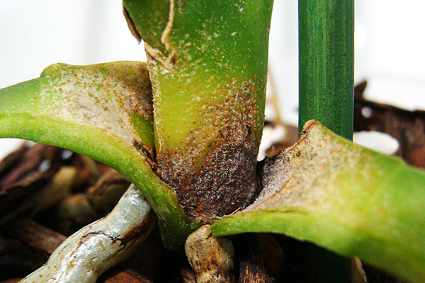 Orchidée infestée de tétranyques