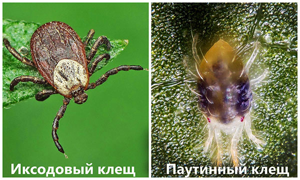 Ixodidés et tétranyques