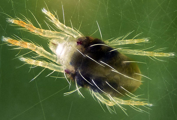 Tétranyque (sous grossissement)