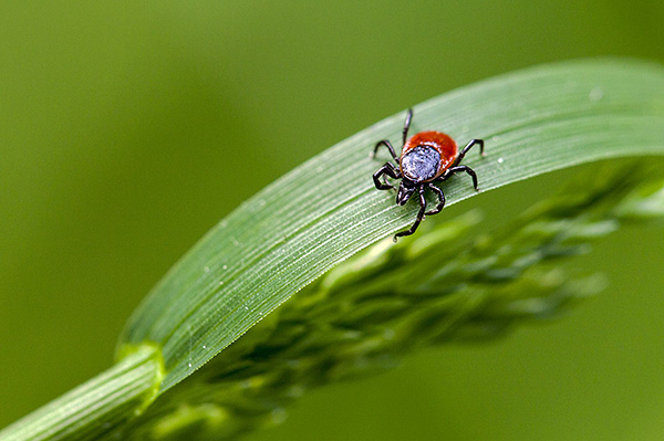 En plus des aérosols et des sprays, il est également utile d'utiliser des moyens et des méthodes de protection supplémentaires pour une protection fiable contre les piqûres de tiques.