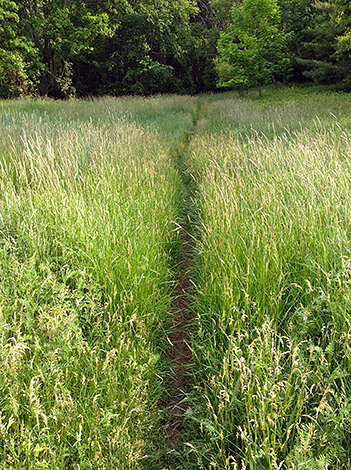 Le long de ces chemins, les tiques sont le plus souvent concentrées.