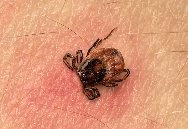 Nous découvrons ce que mangent les tiques et combien de temps elles peuvent rester sans nourriture...