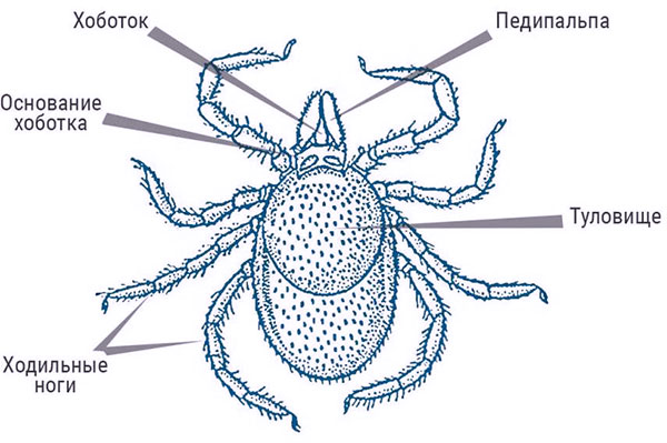 La structure de la tique