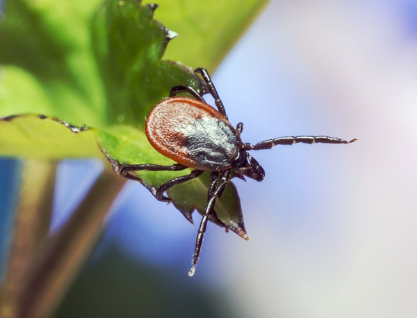 Tique en attente de proie