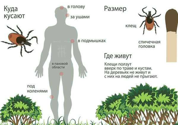 Faits intéressants sur les tiques