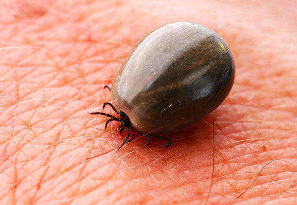 Acarien ivre de sang