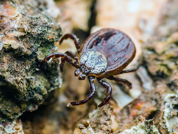 Pour reconstituer l'humidité, la tique descend dans le sol de la forêt ou dans les fissures du sol.