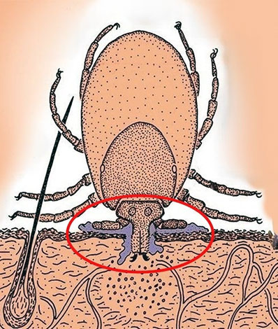 Etui en ciment fabriqué à partir de salive de tique durcie