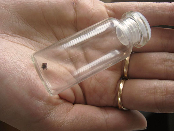 La tique est placée dans un bocal pour un examen plus approfondi.
