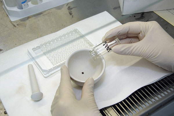 Recherche de tiques en laboratoire