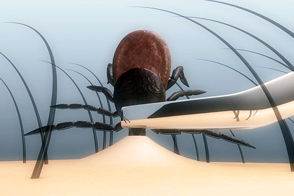 Retirer une tique avec une pince à épiler