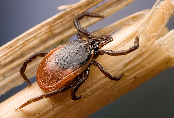 Nous découvrons quand les tiques apparaissent au printemps, au cours de quel mois elles disparaissent et de quoi cela dépend ...