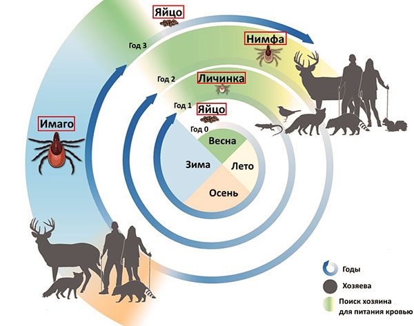Les étapes du cycle de vie d'une tique