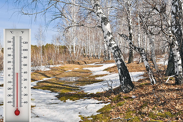 Début de l'activité des tiques printanières 