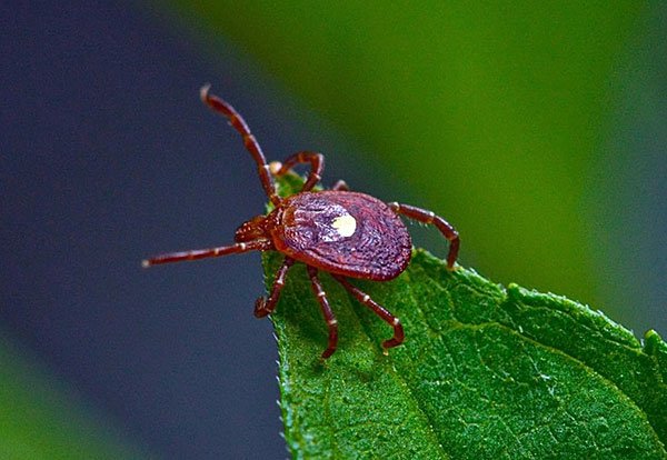 La tique, en prévision de la victime, étire ses pattes avant