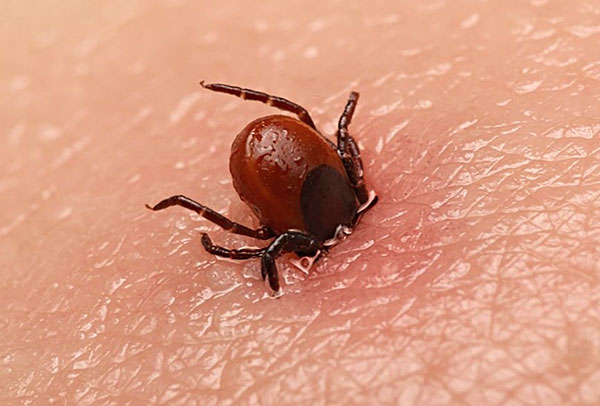 Nous découvrons quels dangers une piqûre de tique peut présenter et comment vous protéger des conséquences graves ...