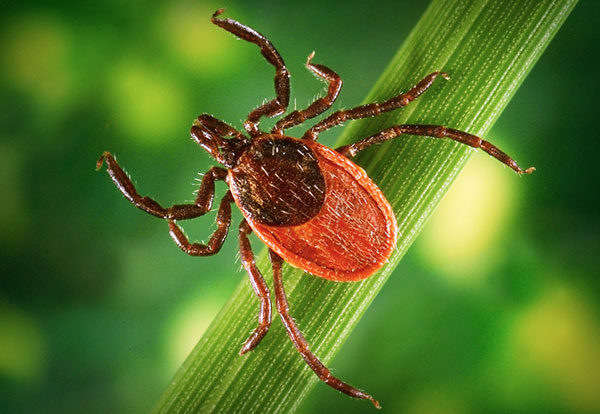 On découvre pourquoi la tique est dite encéphalitique et si elle diffère de ses cousines non infectieuses...