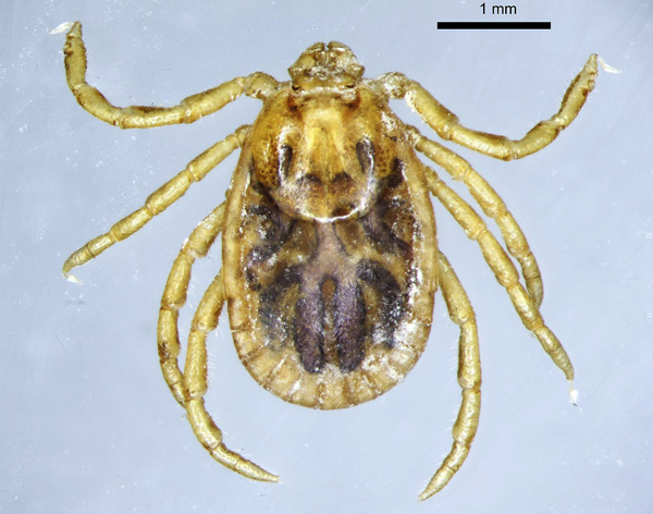Tique femelle (espèce Haemaphysalis concinna)