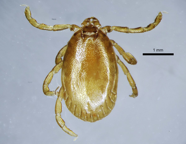 Tique mâle (espèce Haemaphysalis concinna)