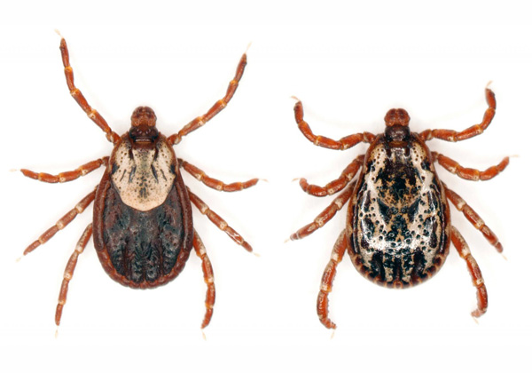 Tiques adultes (espèce Dermatocentor marginatus)
