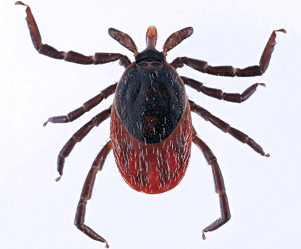 Ixodes ricinus (femelle adulte)