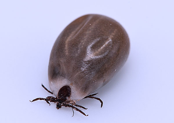 Tique de chienne rassasiée