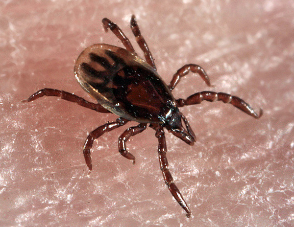 Tique du chien nymphe