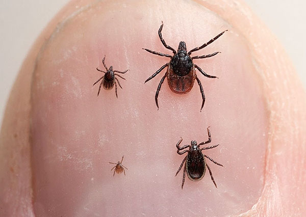 Stades de développement de la tique du chien (Ixodes ricinus)