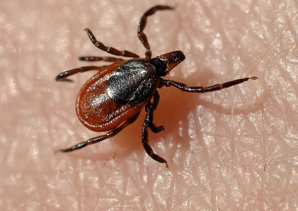 Tique femelle de la taïga (Ixodes persulcatus)