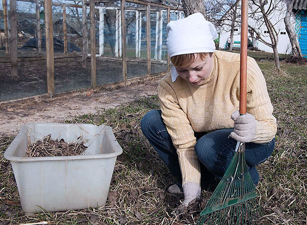 Nettoyer les feuilles dans la lutte contre les acariens