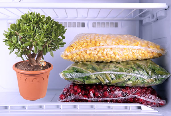 Combattre les acariens avec le gel