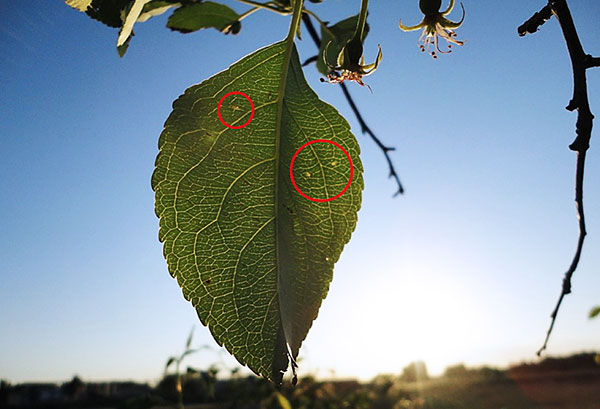 Feuille de pommier infestée de tétranyques