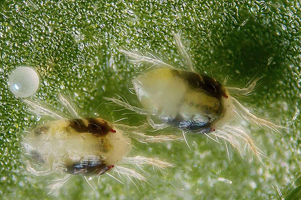 Tétranyque sous le microscope