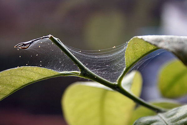 Tétranyque sur citron
