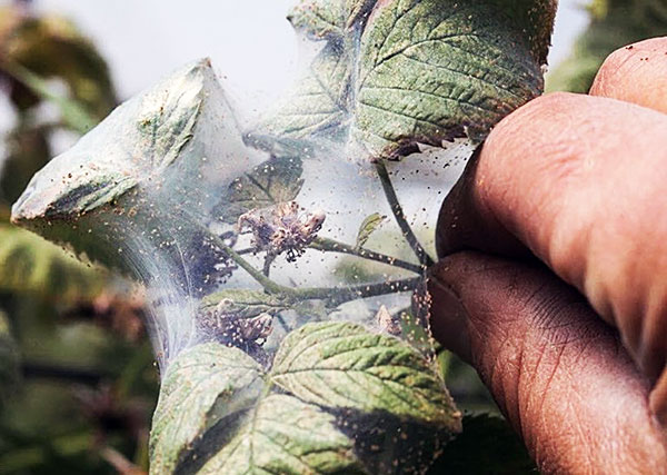 Framboises affectées par les tétranyques