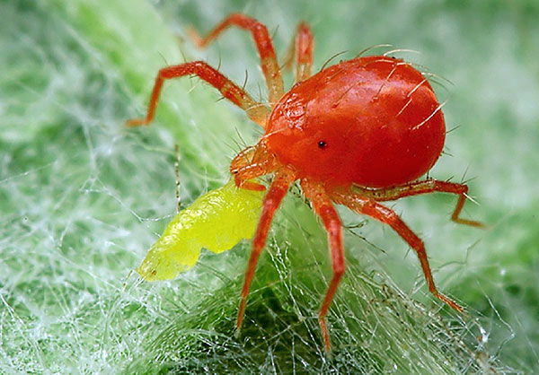 Acarien prédateur phytoseiulus