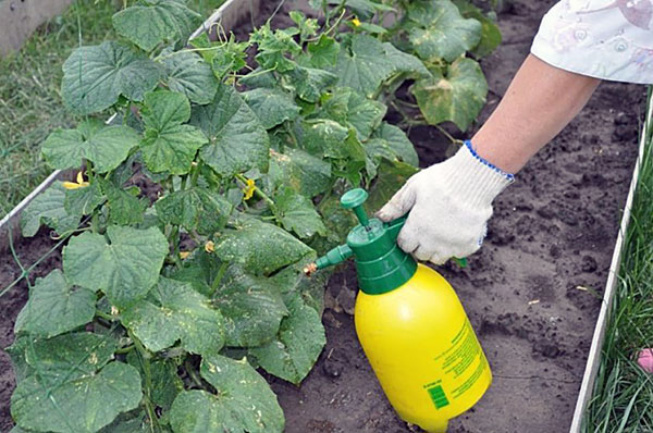 Traitement chimique des plantes contre les tétranyques