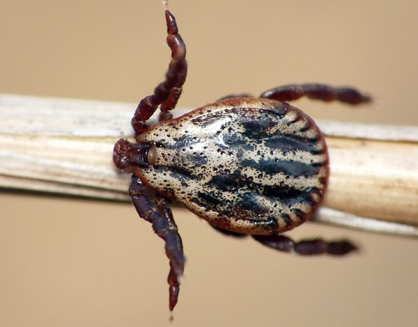 Nous découvrons ce qu'est une tique des prés et si elle est dangereuse pour l'homme ...