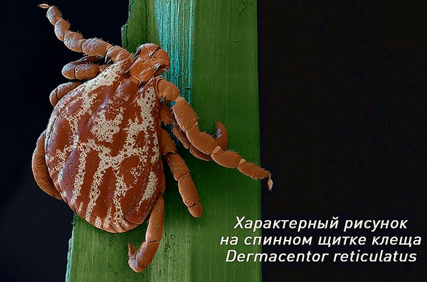 La couleur de la tique des prés