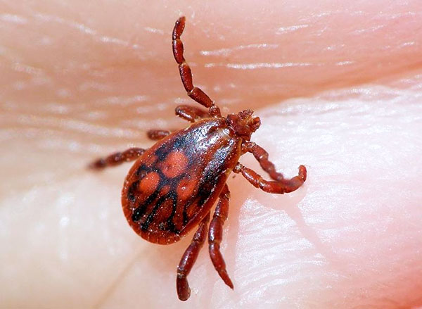 Stade de nymphe de la tique des prés