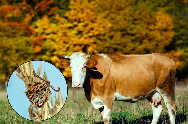 Les acariens des prés sont actifs en automne