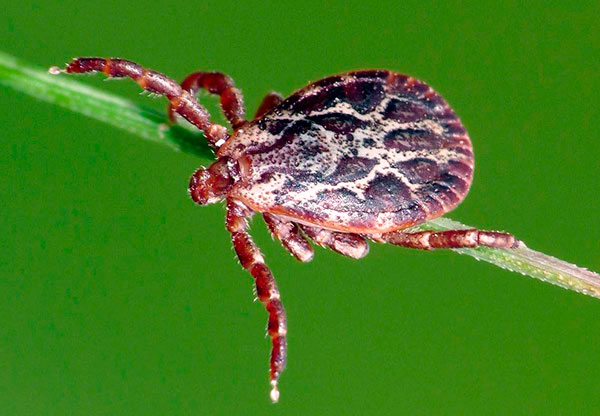 Acarien des pâturages (Dermacentor marginatus)