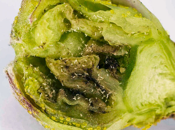 Nous découvrons à quel point l'acarien du bourgeon de groseille est dangereux et comment y faire face ...