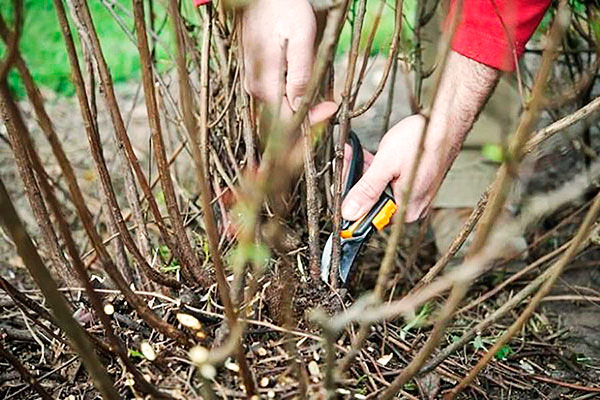Tailler un buisson de cassis affecté par un acarien du rein